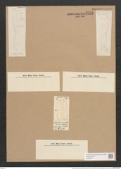 Amphiprora paludosa var. punctulata Grun. (de-Toni-Nr.: Genus 29, Species 1316) Zeichnungen Sammlung Grunow Nr. 2540 (NHMW-BOT-W0369711)